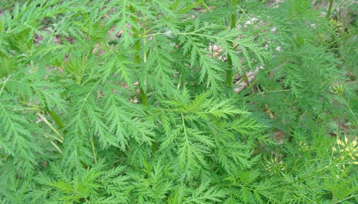 ����Ĺ�Ч������ ����ͼƬ